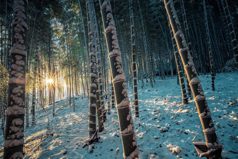 Sagano Bamboo Forest, Japan