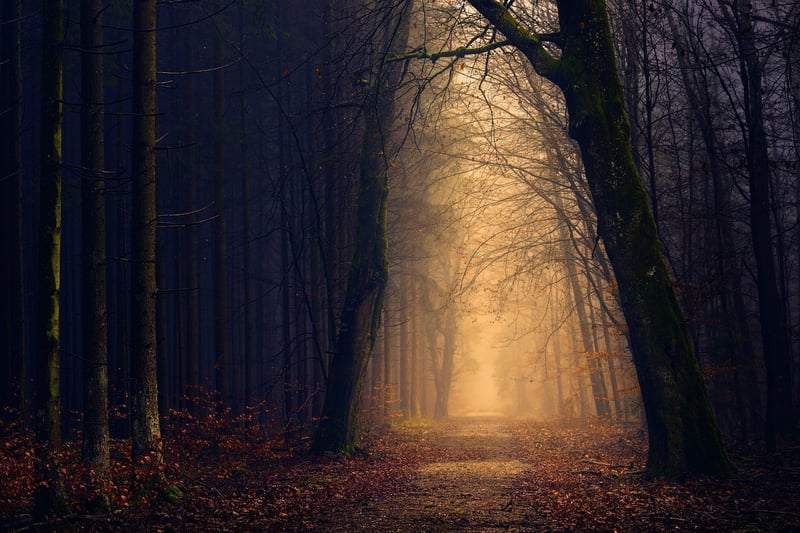 Enchanting Forest