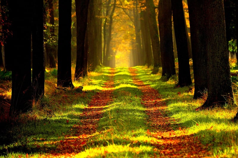 Forest Path
