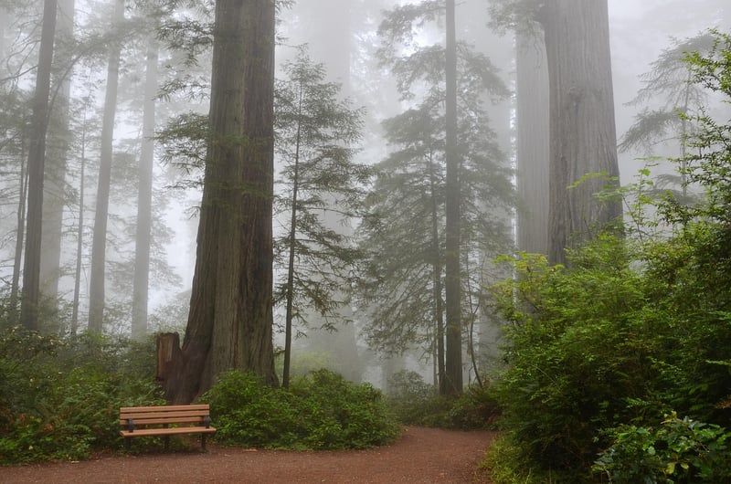 Redwood National Park, California